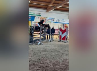 Weitere Ponys/Kleinpferde Mix, Wallach, 18 Jahre, 140 cm, Fuchs
