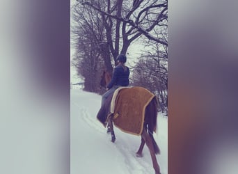 Weitere Ponys/Kleinpferde Mix, Wallach, 18 Jahre, 140 cm, Fuchs