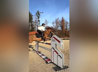 Weitere Ponys/Kleinpferde Mix, Wallach, 18 Jahre, 140 cm, Fuchs