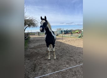 Weitere Ponys/Kleinpferde Mix, Wallach, 18 Jahre, 154 cm, Schecke