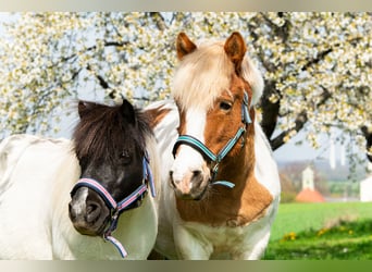 Weitere Ponys/Kleinpferde, Wallach, 18 Jahre