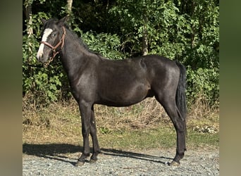 Weitere Ponys/Kleinpferde, Wallach, 1 Jahr, 130 cm, Rappe