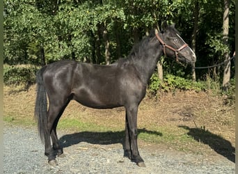 Weitere Ponys/Kleinpferde, Wallach, 1 Jahr, 130 cm, Rappe