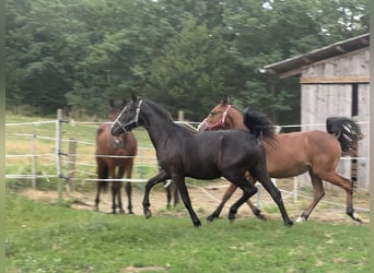 Weitere Ponys/Kleinpferde, Wallach, 1 Jahr, 130 cm, Rappe