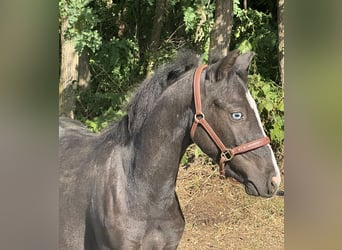 Weitere Ponys/Kleinpferde, Wallach, 1 Jahr, 130 cm, Rappe