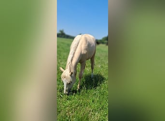Weitere Ponys/Kleinpferde, Wallach, 1 Jahr, 139 cm, Palomino
