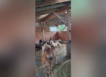 Weitere Ponys/Kleinpferde, Wallach, 1 Jahr, 139 cm, Palomino