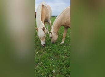Weitere Ponys/Kleinpferde, Wallach, 1 Jahr, 139 cm, Palomino