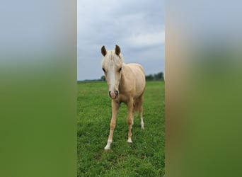 Weitere Ponys/Kleinpferde, Wallach, 1 Jahr, 139 cm, Palomino