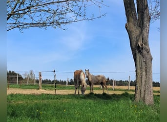 Weitere Ponys/Kleinpferde, Wallach, 1 Jahr, 139 cm, Palomino
