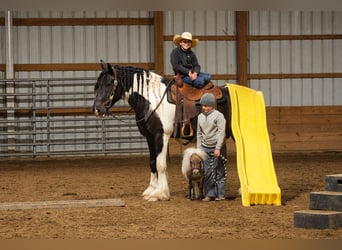 Weitere Ponys/Kleinpferde, Wallach, 1 Jahr, 66 cm