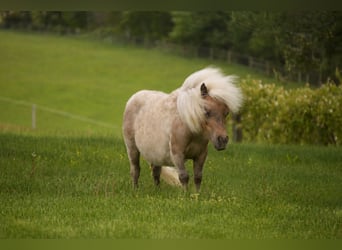 Weitere Ponys/Kleinpferde, Wallach, 1 Jahr, 66 cm