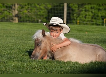Weitere Ponys/Kleinpferde, Wallach, 1 Jahr, 66 cm