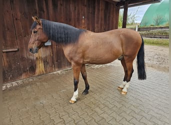 Weitere Ponys/Kleinpferde Mix, Wallach, 21 Jahre, 154 cm, Brauner