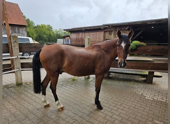 Weitere Ponys/Kleinpferde Mix, Wallach, 22 Jahre, 154 cm, Brauner