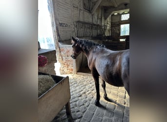 Weitere Ponys/Kleinpferde Mix, Wallach, 23 Jahre, 120 cm, Brauner