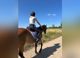 Weitere Ponys/Kleinpferde Mix, Wallach, 24 Jahre, 150 cm, Fuchs