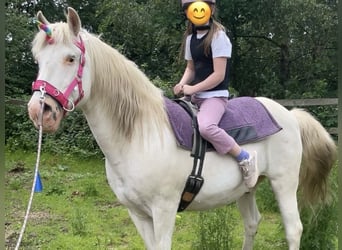 Weitere Ponys/Kleinpferde Mix, Wallach, 25 Jahre, 143 cm, Schimmel