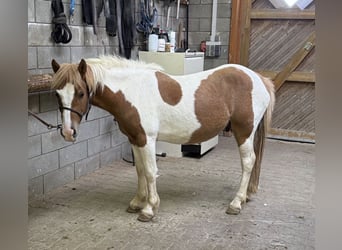 Weitere Ponys/Kleinpferde, Wallach, 2 Jahre, 135 cm