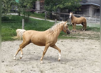 Weitere Ponys/Kleinpferde, Wallach, 2 Jahre, 135 cm, Palomino