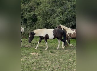 Weitere Ponys/Kleinpferde, Wallach, 2 Jahre, 137 cm, Schecke