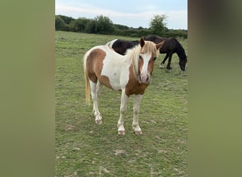 Weitere Ponys/Kleinpferde, Wallach, 2 Jahre, 137 cm, Schecke