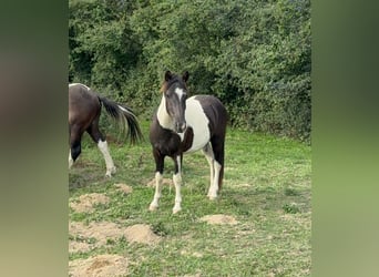 Weitere Ponys/Kleinpferde, Wallach, 2 Jahre, 137 cm, Schecke
