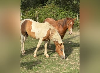 Weitere Ponys/Kleinpferde, Wallach, 2 Jahre, 137 cm, Schecke