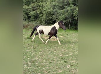 Weitere Ponys/Kleinpferde, Wallach, 2 Jahre, 137 cm, Schecke