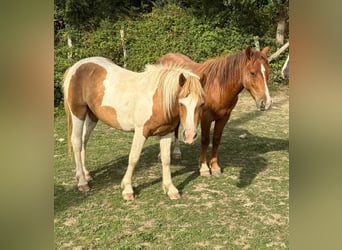 Weitere Ponys/Kleinpferde, Wallach, 2 Jahre, 137 cm, Schecke