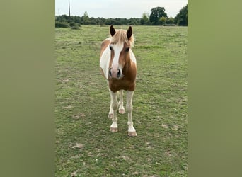 Weitere Ponys/Kleinpferde, Wallach, 2 Jahre, 137 cm, Schecke