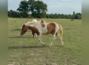 Weitere Ponys/Kleinpferde, Wallach, 2 Jahre, 137 cm, Schecke