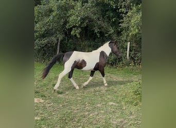 Weitere Ponys/Kleinpferde, Wallach, 2 Jahre, 137 cm, Schecke