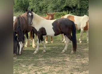 Weitere Ponys/Kleinpferde, Wallach, 2 Jahre, 137 cm, Schecke
