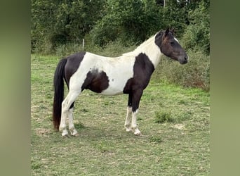 Weitere Ponys/Kleinpferde, Wallach, 2 Jahre, 137 cm, Schecke