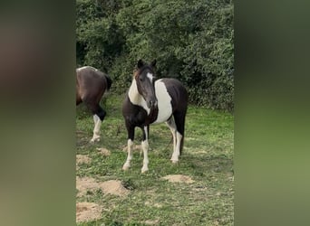 Weitere Ponys/Kleinpferde, Wallach, 2 Jahre, 137 cm, Schecke