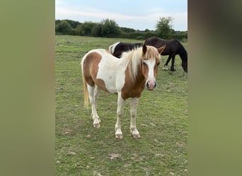 Weitere Ponys/Kleinpferde, Wallach, 2 Jahre, 137 cm, Schecke