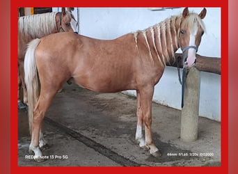 Weitere Ponys/Kleinpferde, Wallach, 2 Jahre, 138 cm, Palomino