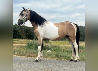Weitere Ponys/Kleinpferde, Wallach, 2 Jahre, 138 cm, Schecke
