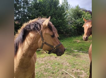Weitere Ponys/Kleinpferde, Wallach, 2 Jahre, 148 cm, Falbe