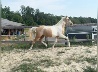 Weitere Ponys/Kleinpferde, Wallach, 2 Jahre, 148 cm, Schecke
