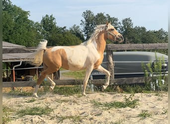 Weitere Ponys/Kleinpferde, Wallach, 2 Jahre, 148 cm, Schecke