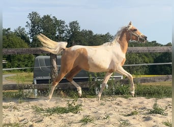 Weitere Ponys/Kleinpferde, Wallach, 2 Jahre, 148 cm, Schecke
