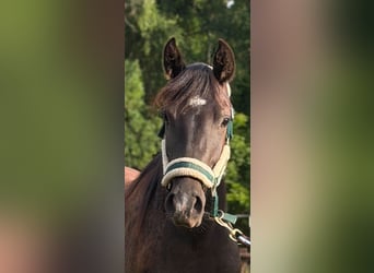 Weitere Ponys/Kleinpferde Mix, Wallach, 2 Jahre, Rappe