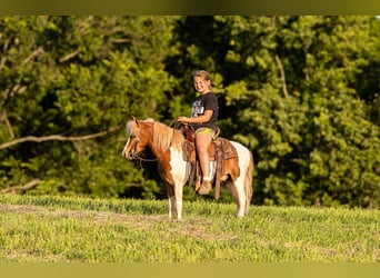Weitere Ponys/Kleinpferde, Wallach, 3 Jahre, 102 cm, Schecke
