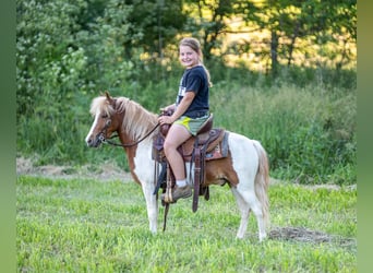 Weitere Ponys/Kleinpferde, Wallach, 3 Jahre, 102 cm, Schecke