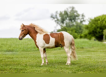Weitere Ponys/Kleinpferde, Wallach, 3 Jahre, 102 cm, Schecke