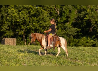 Weitere Ponys/Kleinpferde, Wallach, 3 Jahre, 102 cm, Schecke