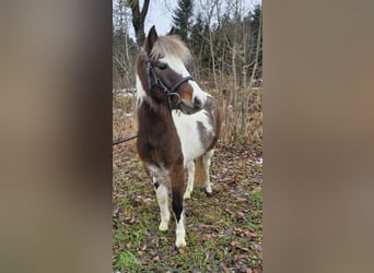 Weitere Ponys/Kleinpferde, Wallach, 3 Jahre, 125 cm, Schecke
