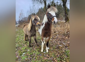 Weitere Ponys/Kleinpferde, Wallach, 3 Jahre, 125 cm, Schecke